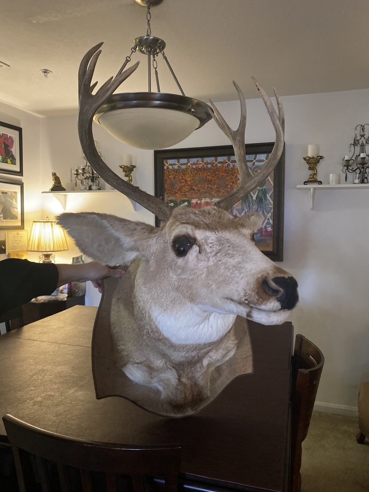 10 Point Mule Deer Shoulder Mount Super Price Excellent Condition