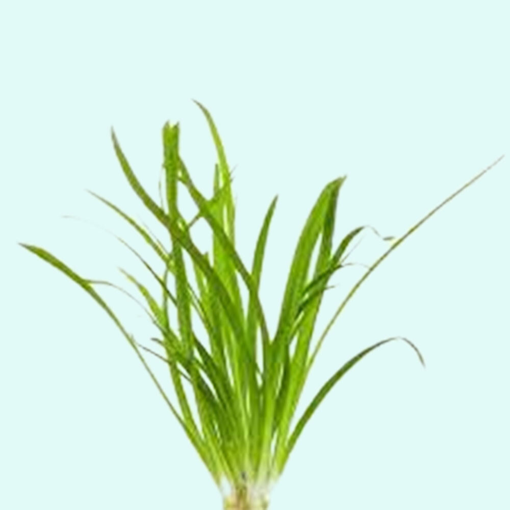 Dwarf Sagittaria (Subulata) Bundle
