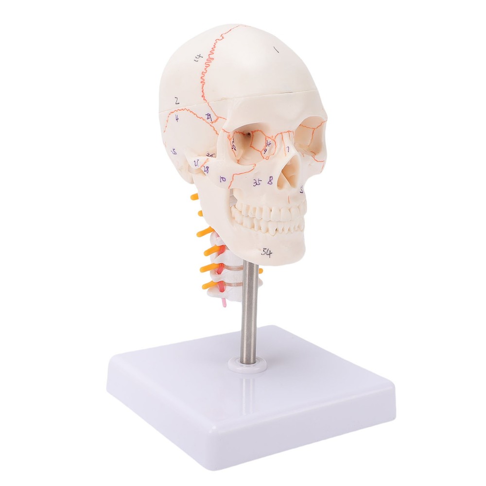 1/2 Skull With Cervical Spine & Brain Teaching Display Model