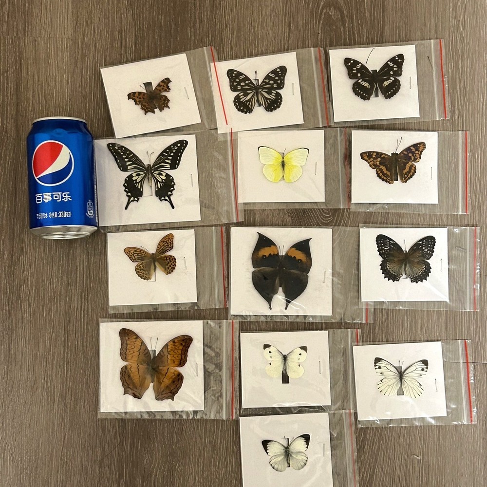 13 Assorted Unique Butterfly Specimens 3-10cm Wingspan Spread Wing