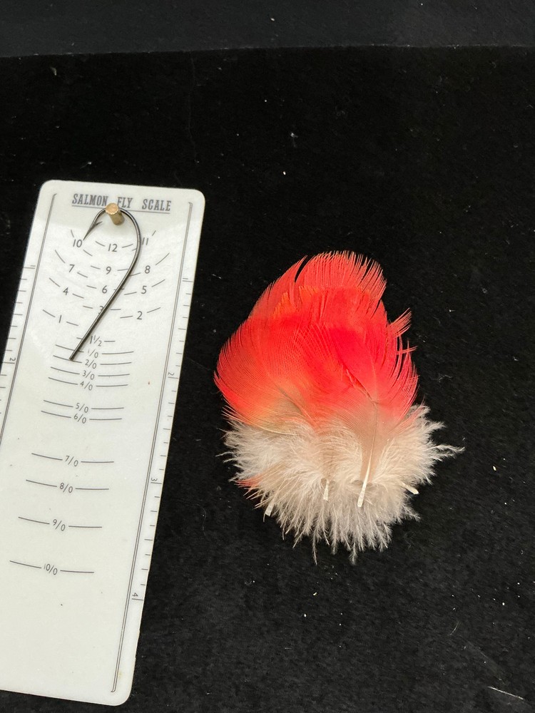 Scarlet Macaw body hackles feathers