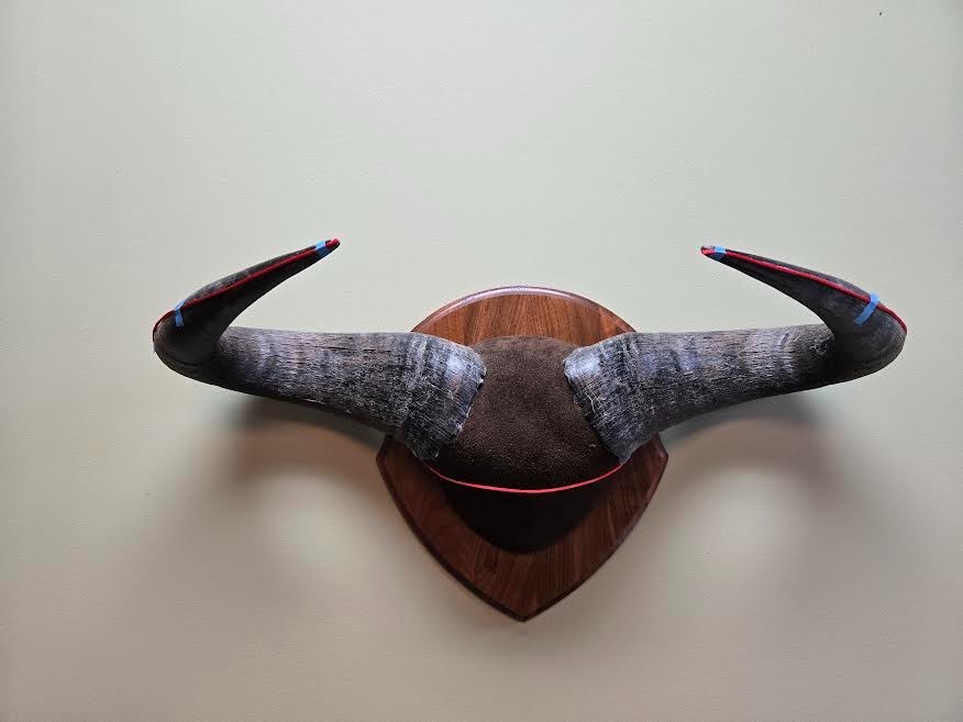Plaque Mounted Blue Wildebeest Horns