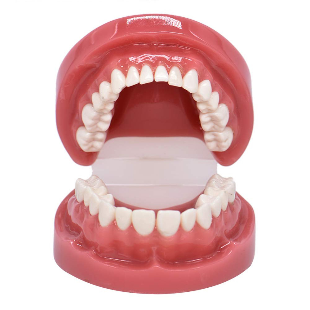 1 Piece Dental Typodont Standard Teeth Model for Teaching Practice Demonstration