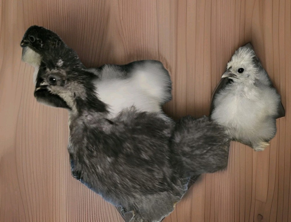 18 Silkie Hatching Eggs