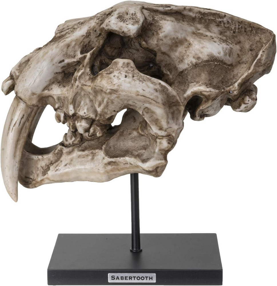Polystone Resin Sabertooth Tiger Skull Replica Model on Stand with Name Plaque H