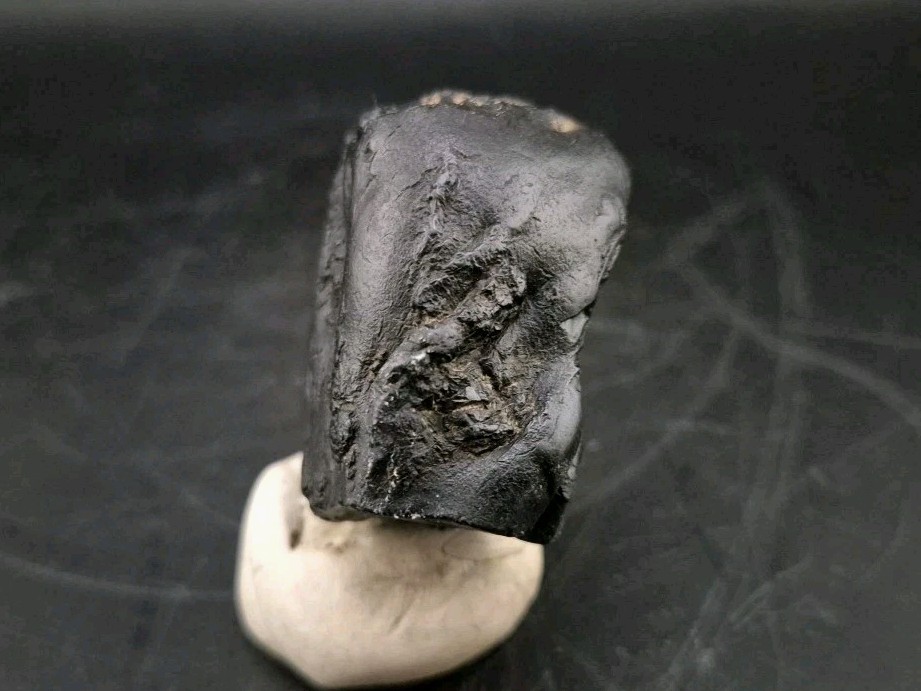 Real Fossil Dinosaur Egg Embro Permineralized Uv Reactive Atrociraptor