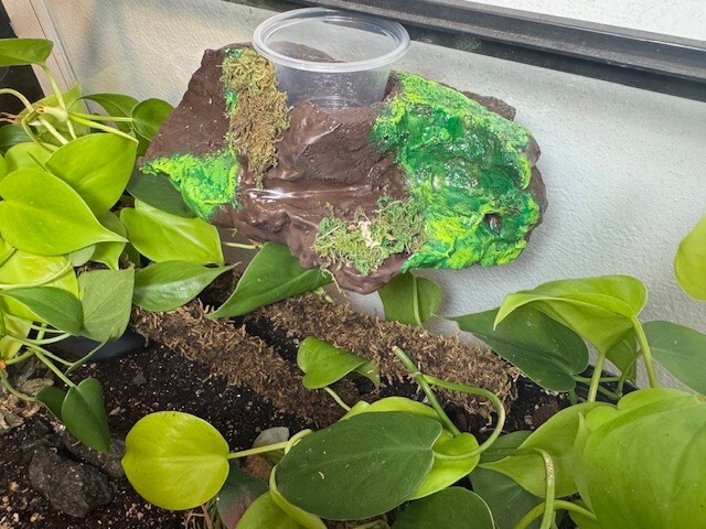 Medium Sub-tropical Magnetic Ledge With 5 Feeder Cups