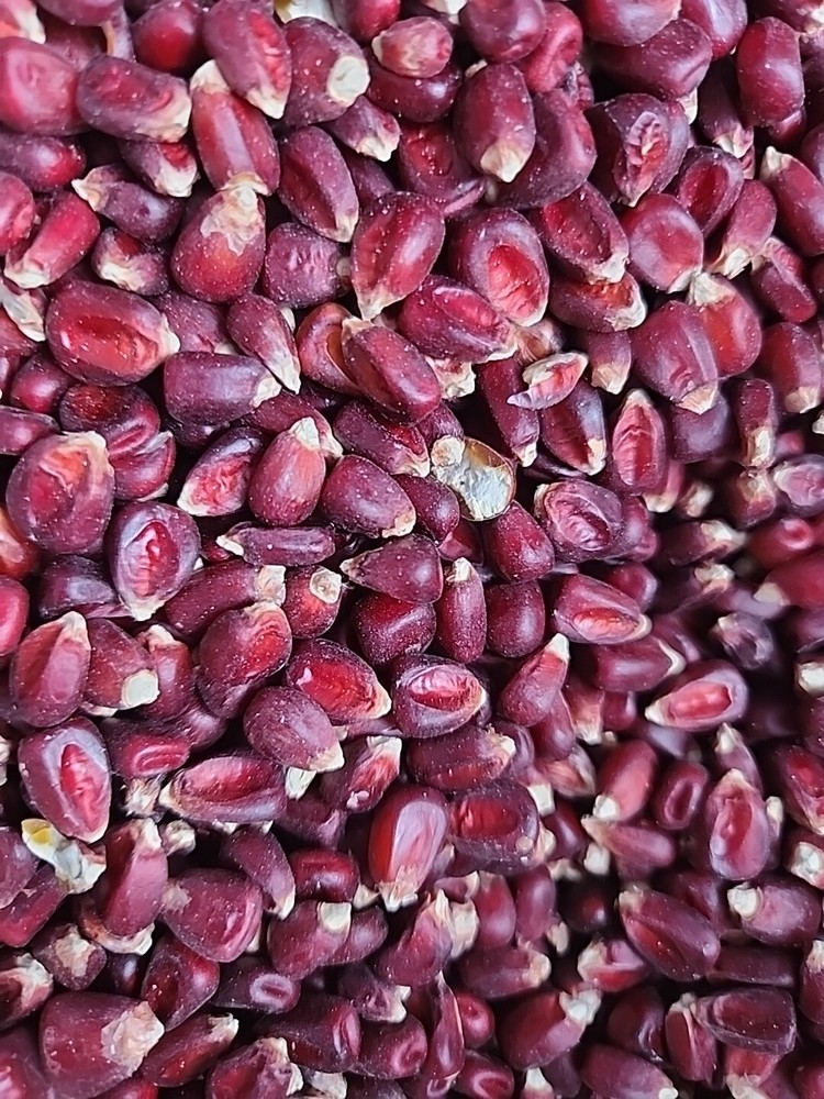 5kg Red Maize Unprepared