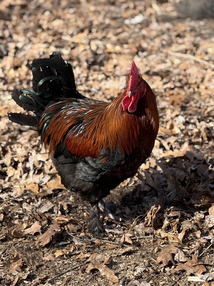 12 BBS Copper Marans And Multi Gen Olive Egger Hatching Eggs