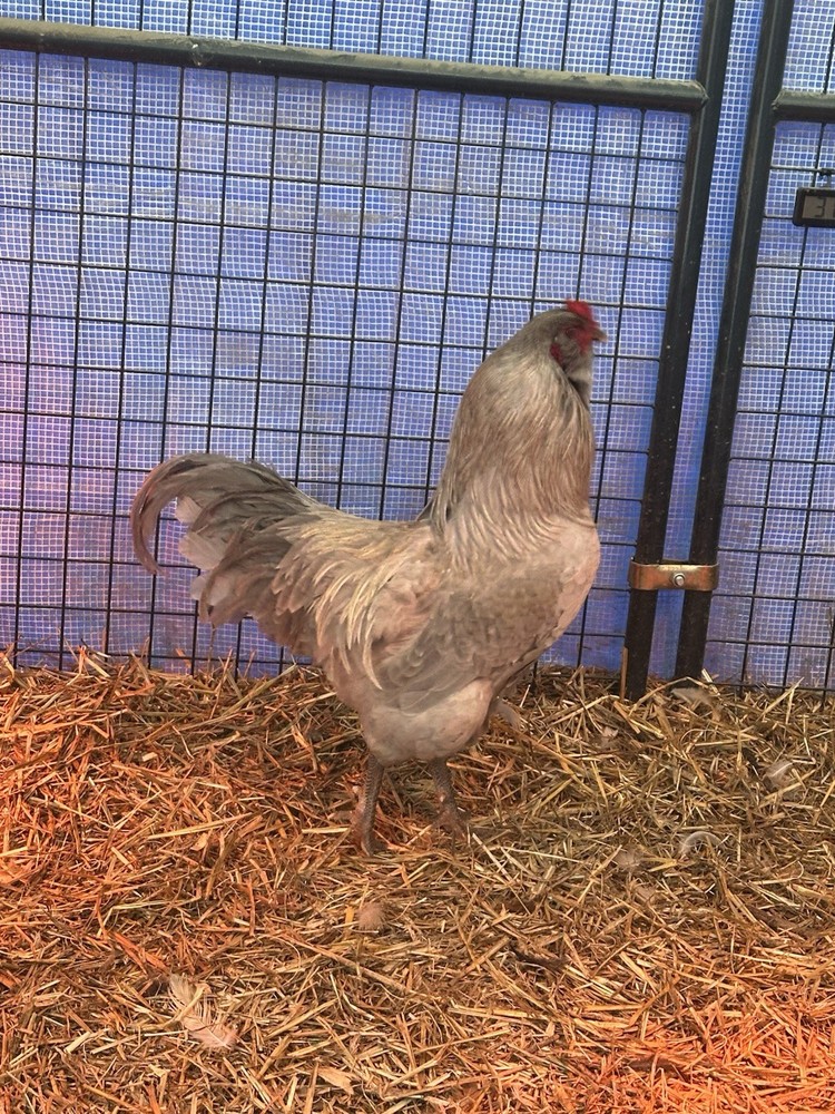 12 Assorted Hatching Eggs, EASTER EGGER, BCM, LAVENDER ORPINGTON, ETC.