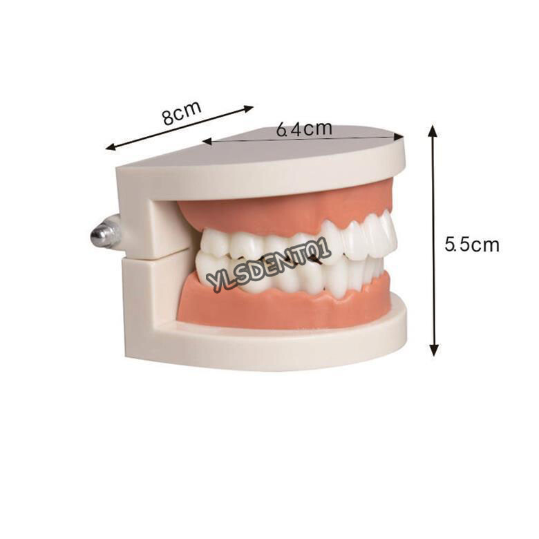 1PC Dental Standard Adult Teeth Model Demonstration Study Teaching Typodont