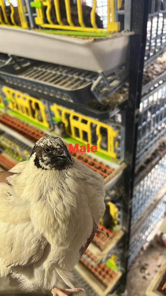 12 Buddy’s Hatchery Pearl Fee Coturnix Quail Hatch Egg