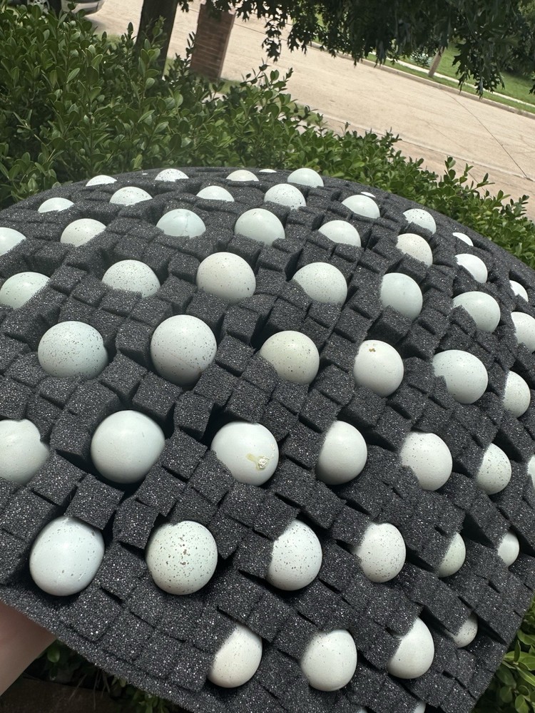60 Celadon Blue Coturnix Quail Hatching Eggs - 100% BLUE