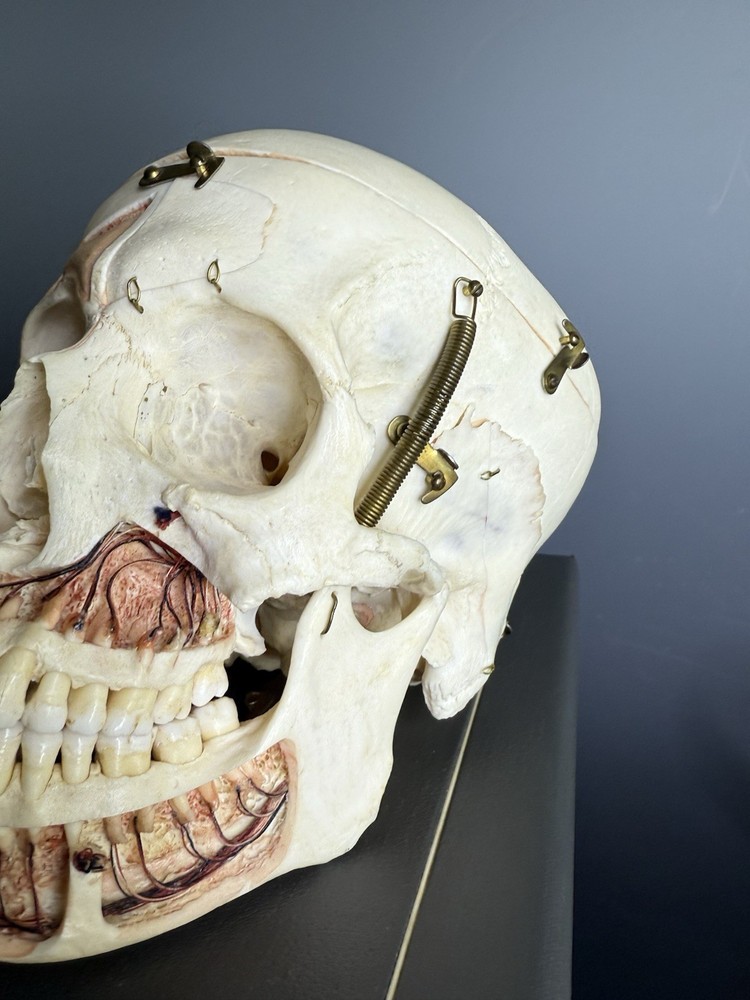 Kilgore Medical Anatomical Model