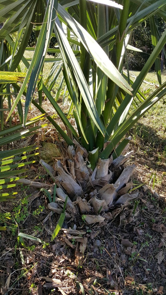 1 Gallon Sabal minor plant