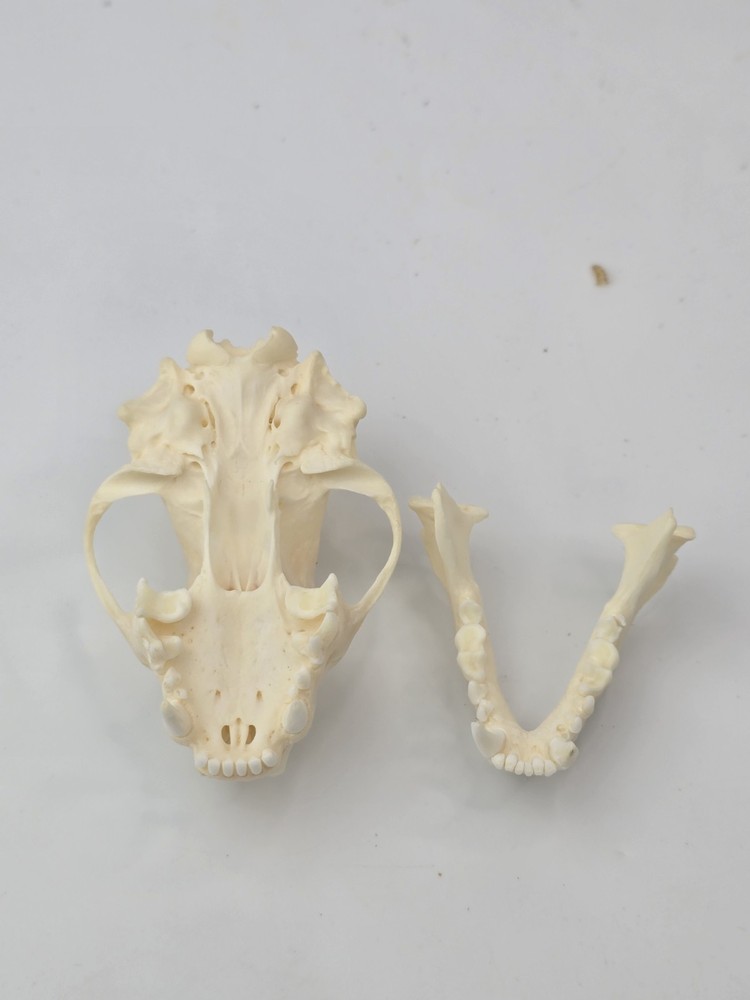 Real Striped Skunk Skull - Mephitis mephitis - American Sourced