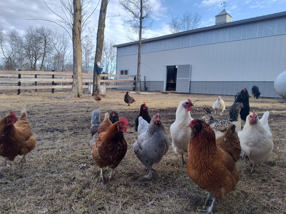 1 dozen+3 Rainbow Hatching Eggs