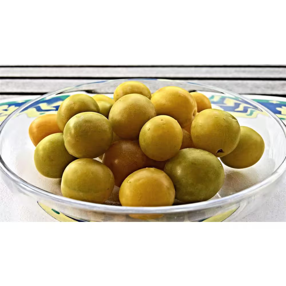 Dwarf Shiro Plum Tree Bare Root