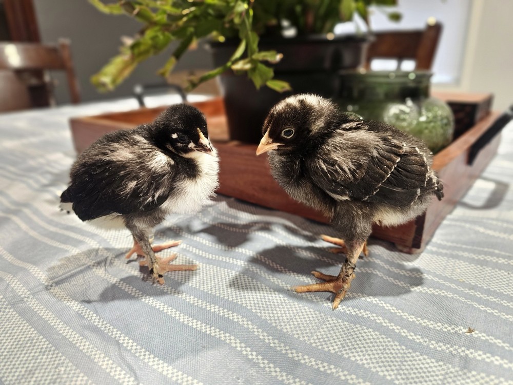 12+ Barnyard Mix Hatching Eggs