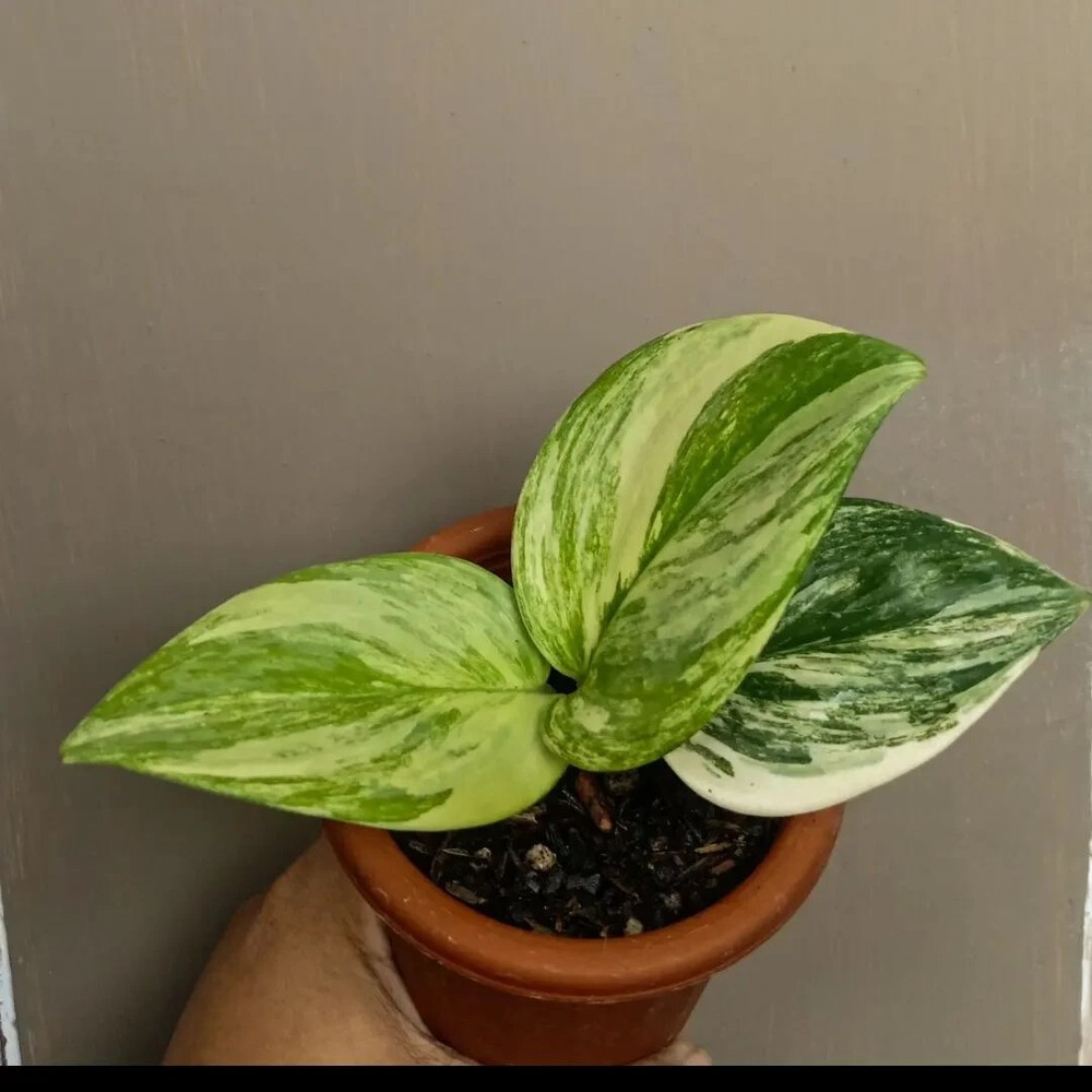 Scindapsus Rubicon Variegated free phitosanitary