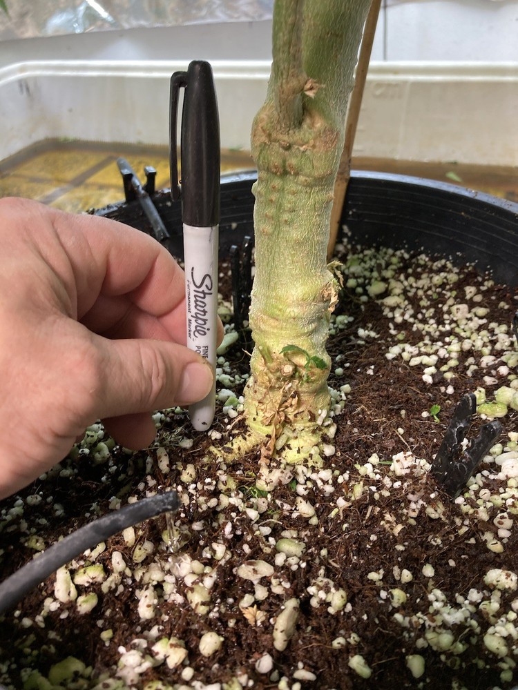 DwC/Coco Hybrid Hydro High Output Pots ￼