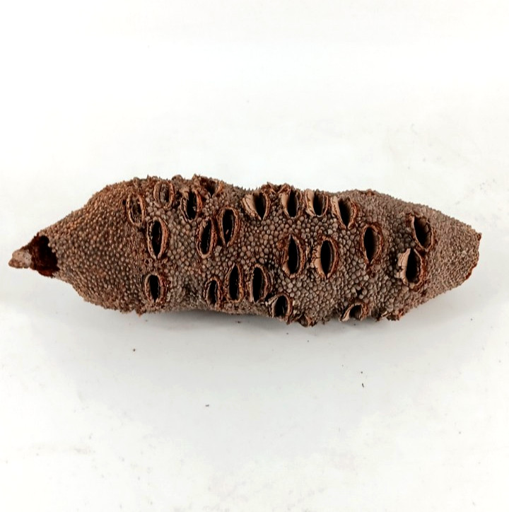 Banksia Pods 6" - 12"