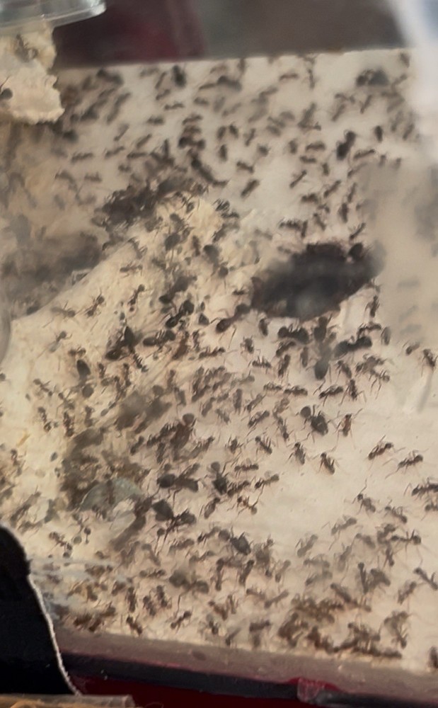 Formicarium