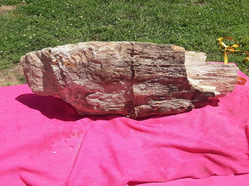 PETRIFIED LOG