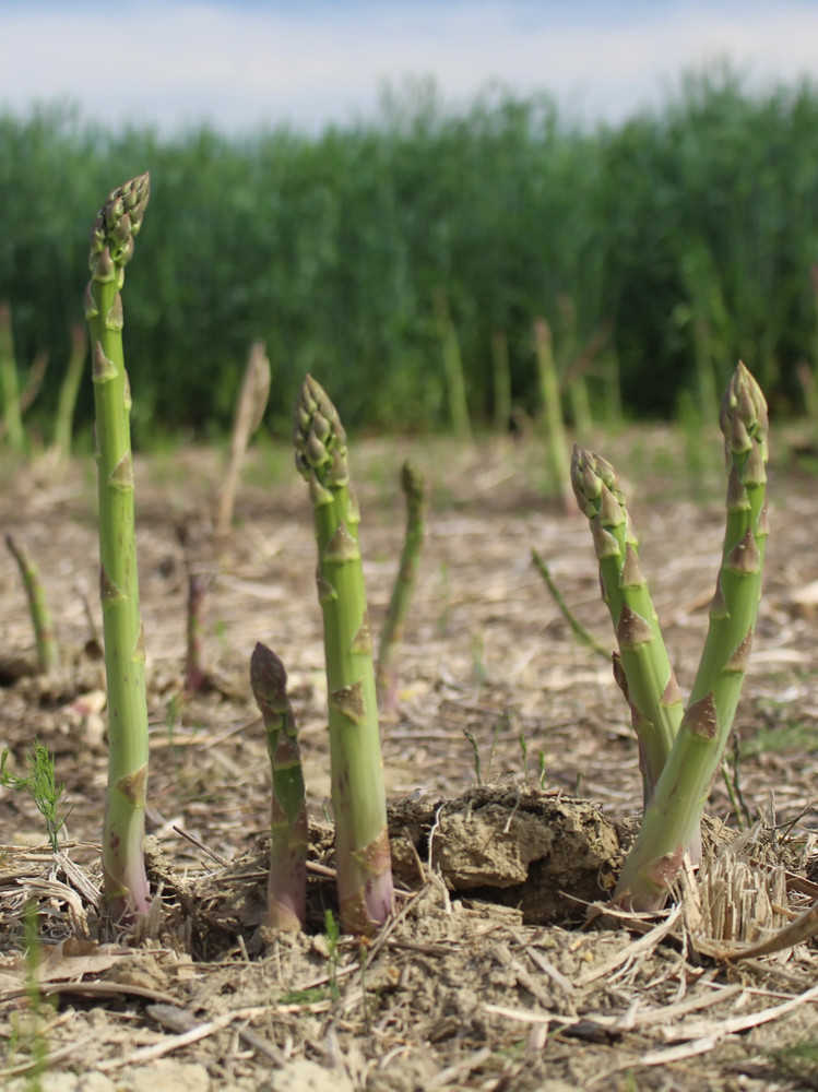 50 Millenium Asparagus Roots - Asparagus officinalis - Bare Roots