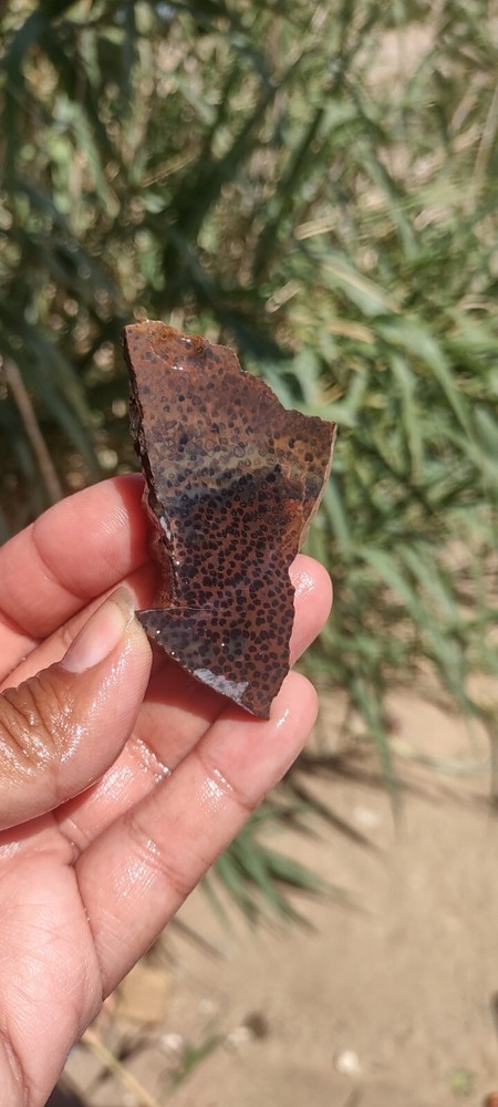 Lapidary Speckled Jasper Slab Agate Unknown Species Specimen