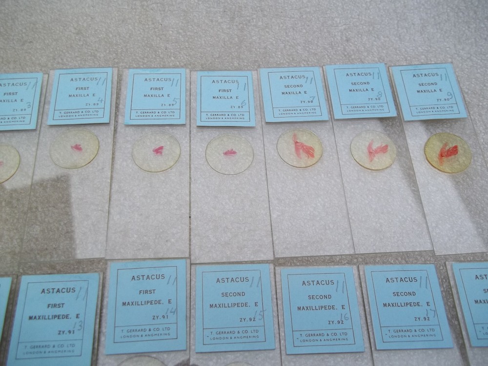 Vintage Glass Microscope Slides -