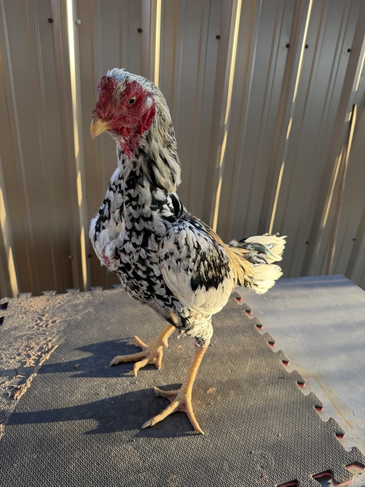 Live farm chicken
