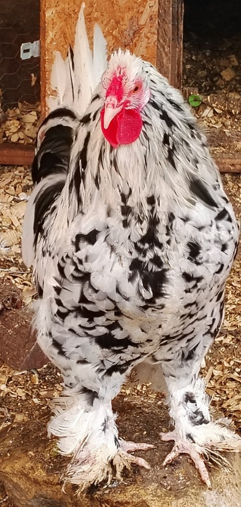 12 Breda fowl hatching eggs