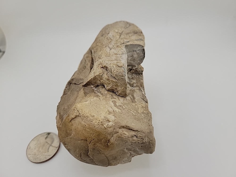 Egg Fossil Permineralized Compression Reptile Egg Fossil