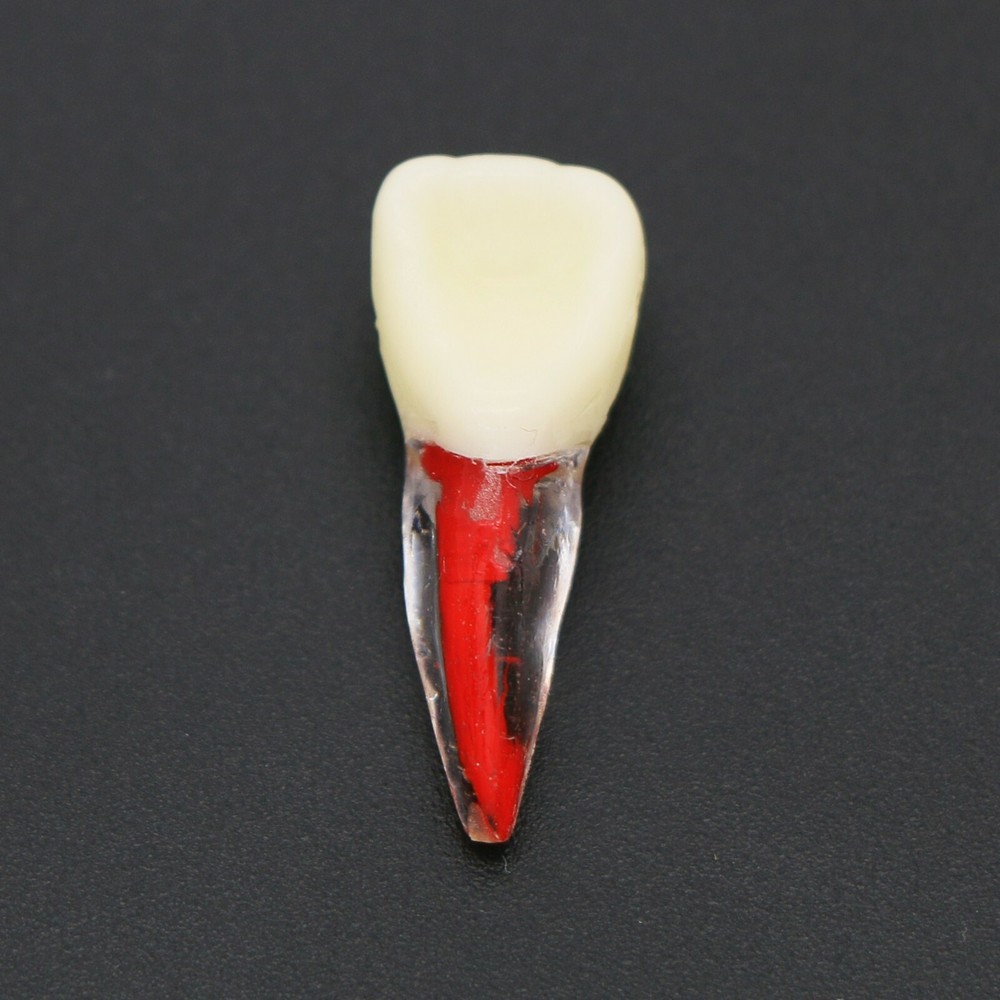 US Dental Root Canal Practice Model Teeth Pulp Study RCT Endo File 7 Sizes