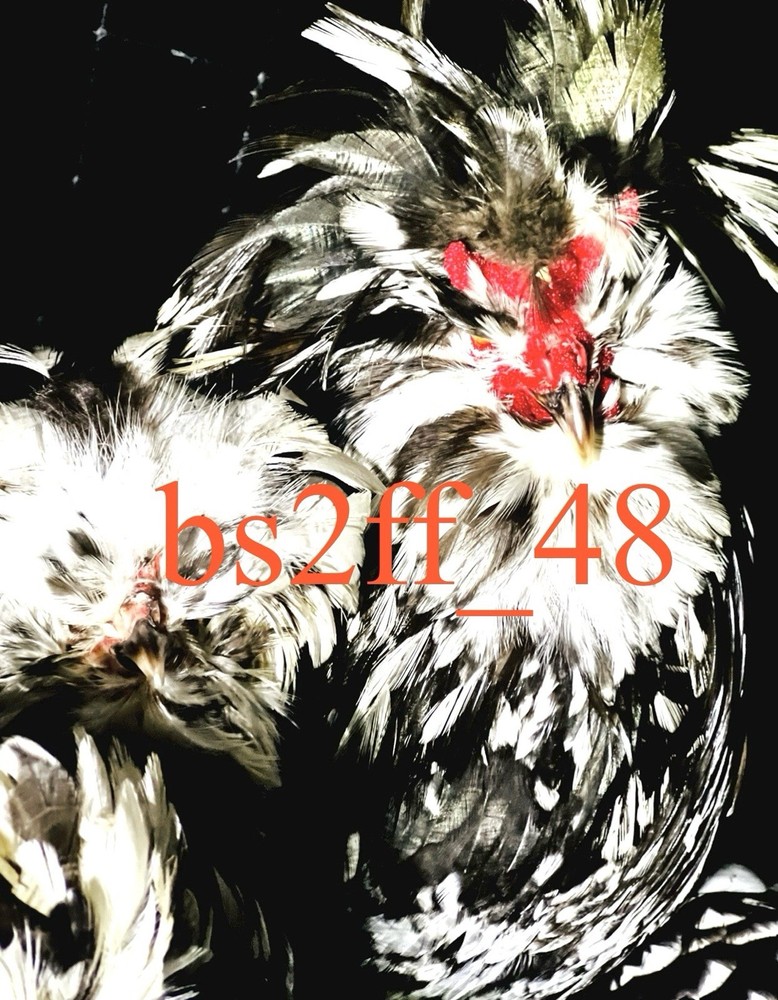 24 Pure Breed Hatching Eggs Variety Pack