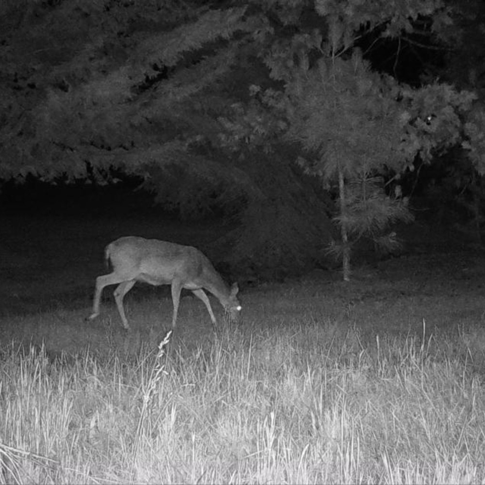 Cuddeback CuddeLink Wireless 3rd Gen 2-pack Bundle with Home Camera Starter Kit