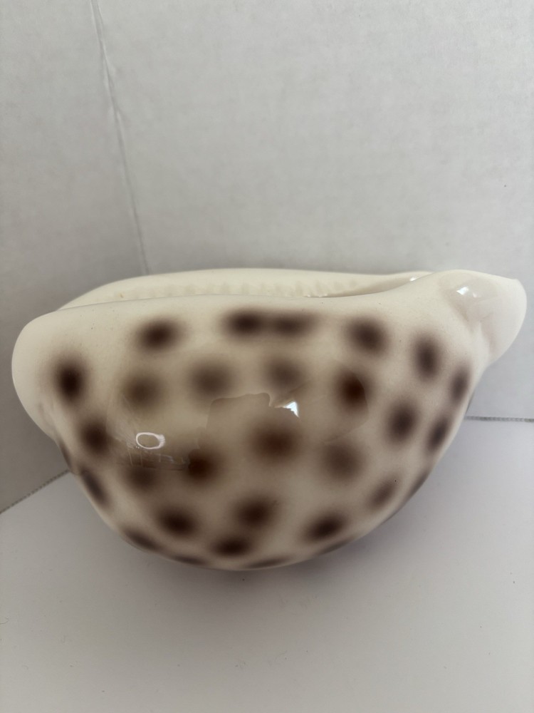 Ceramic Shell-Shaped Planter White Brown Polka Dot Glossy Pottery Decor