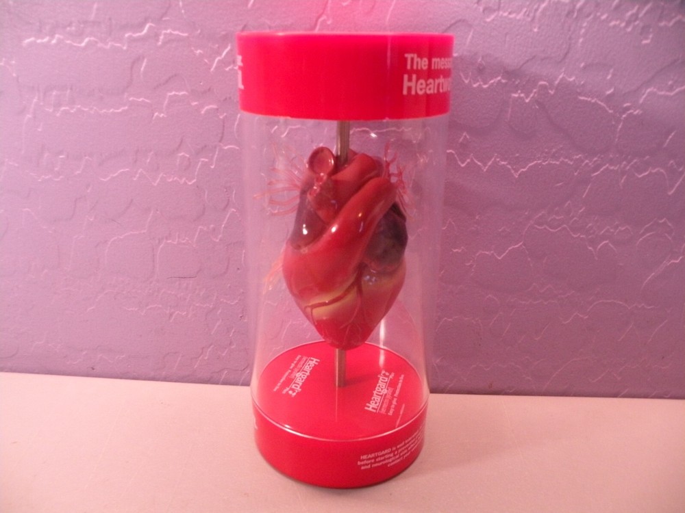 Anatomical Canine / Dog Heart model Veterinary Display E
