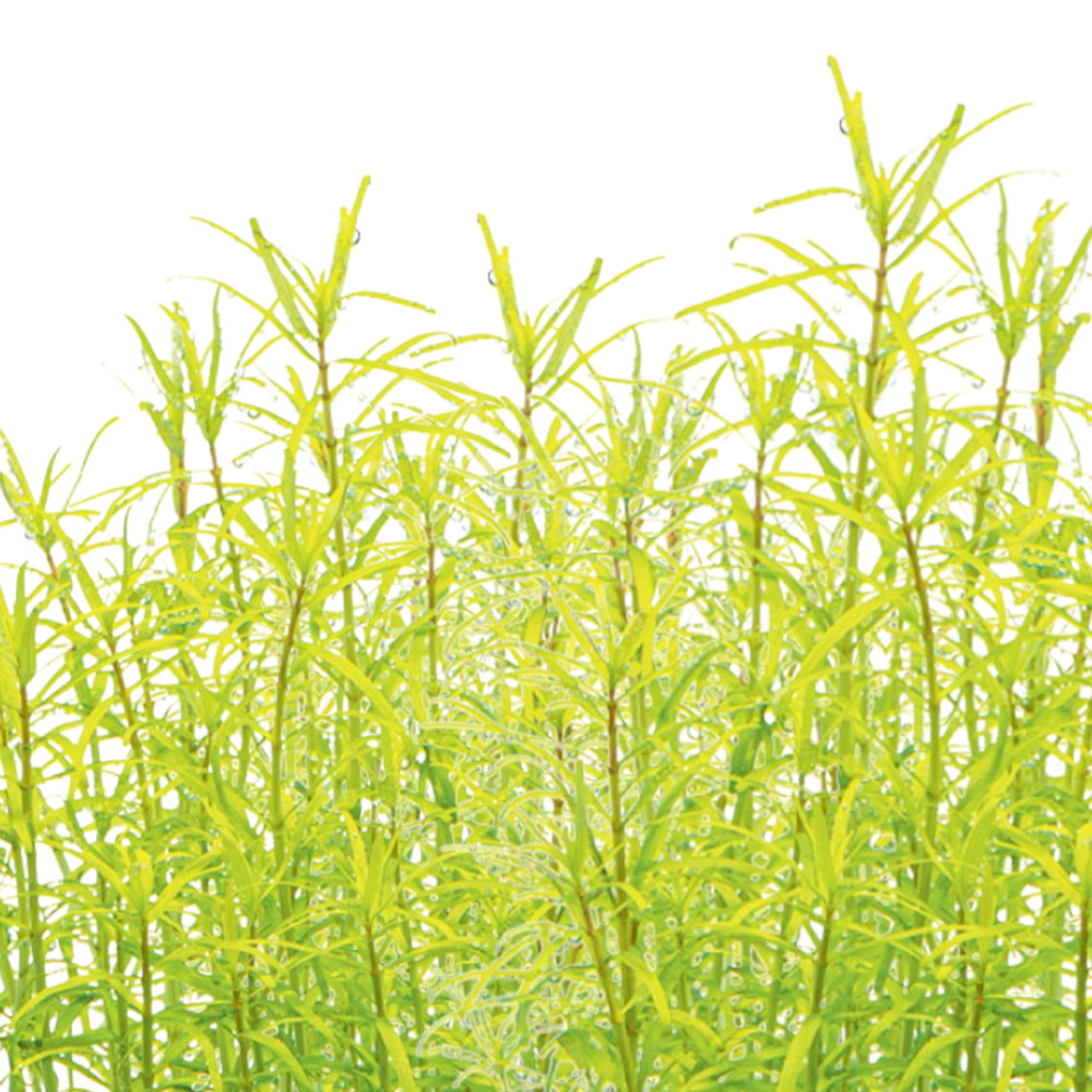 Rotala Wayanad Vitro Culture