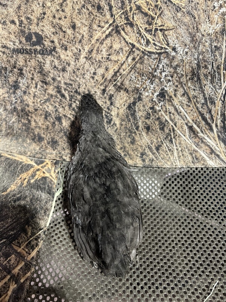 48 All Black Coturnix Quail Hatching Eggs