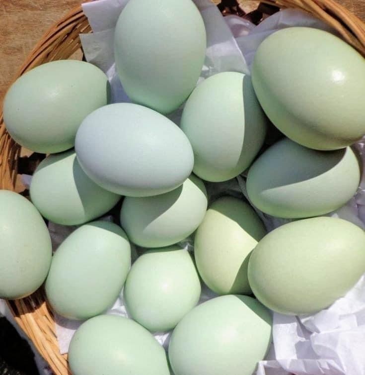 One Dozen Blue & Mint Hatching Eggs!  Fresh & Fertile!