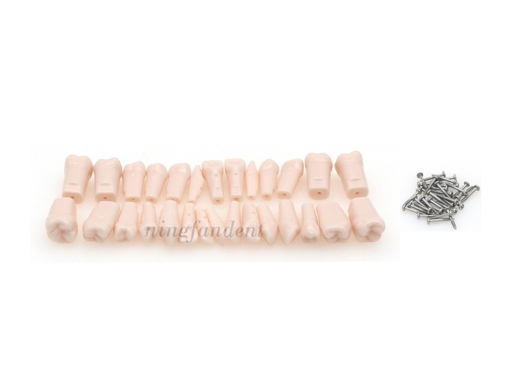 US 28/32Pcs Removeable Teeth Fits Kilgore NISSIN 200/500 Type For Teaching Study