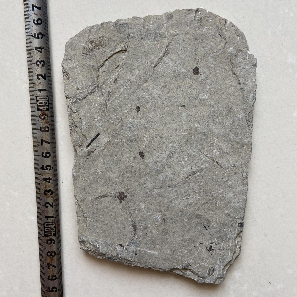 Unique and authentic paleontological fossil A66