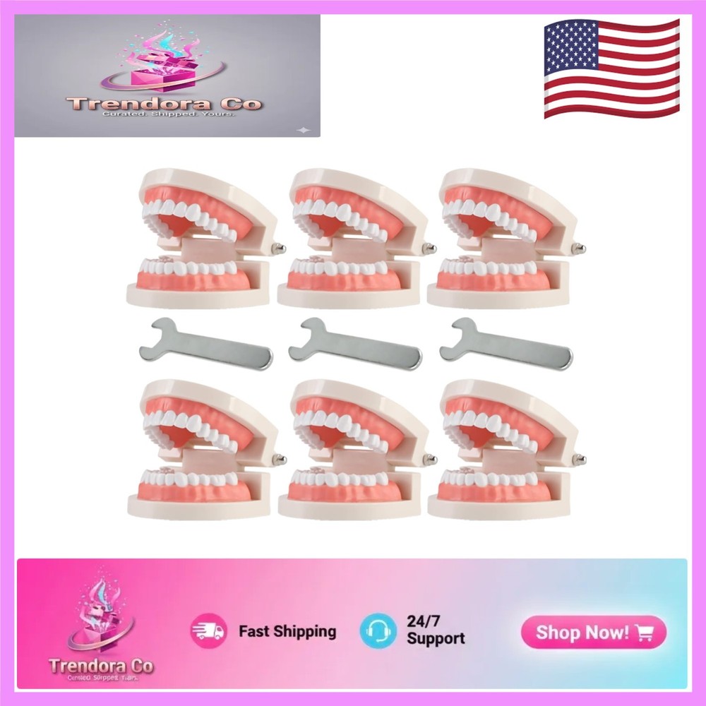 Interactive Teaching Tool: 1:1 Life Size Fake Teeth Model for Dental Classes