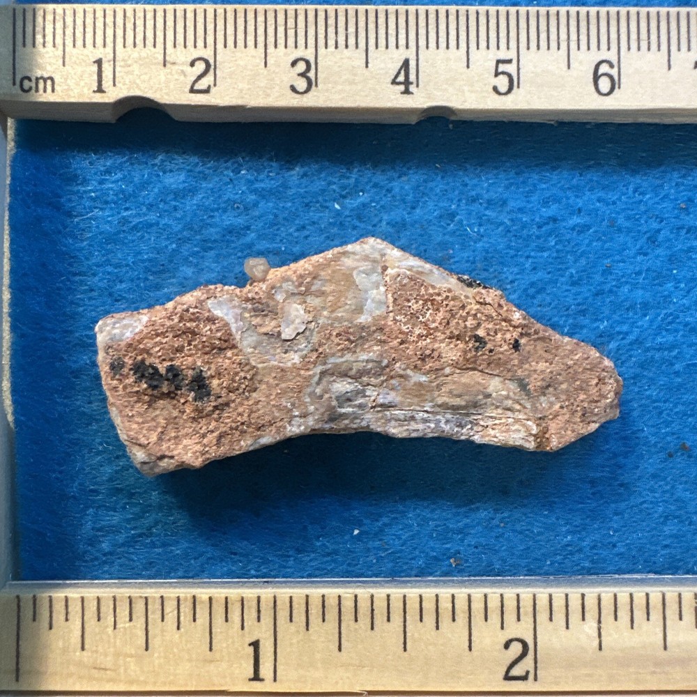 Spinosaurus Extinct Dinosaur Bone Fossil in Display Case