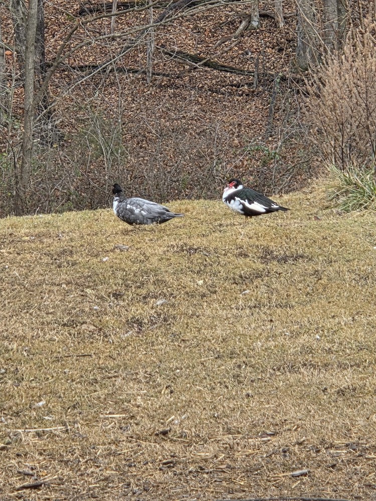 Muscovy Duck Hatching Eggs 12