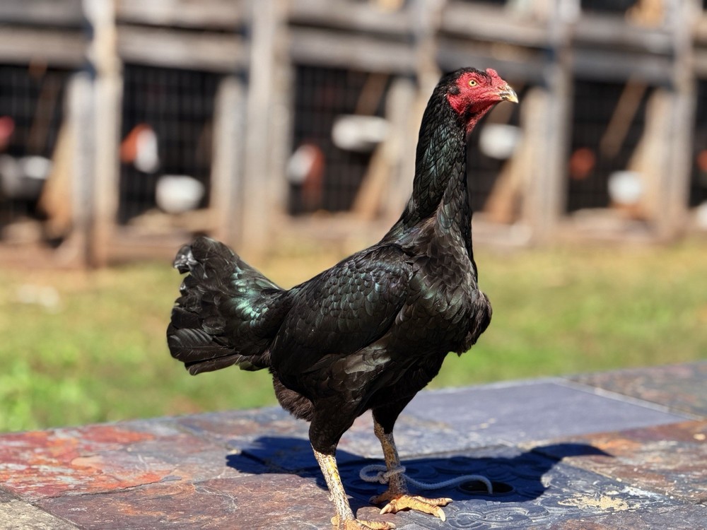 Thai Chicken Hatching eggs