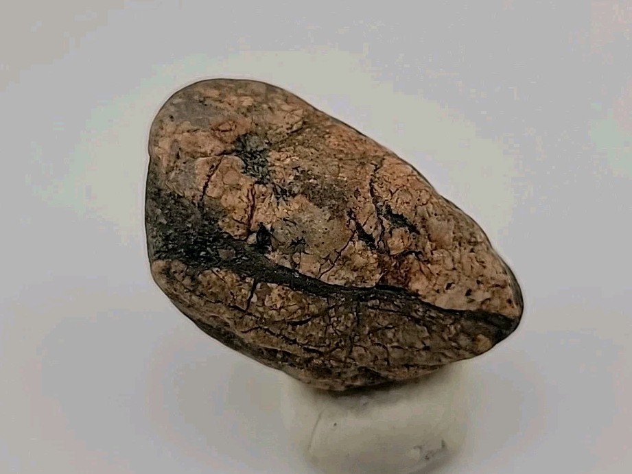 Real Permineralized Bird Egg Fossil