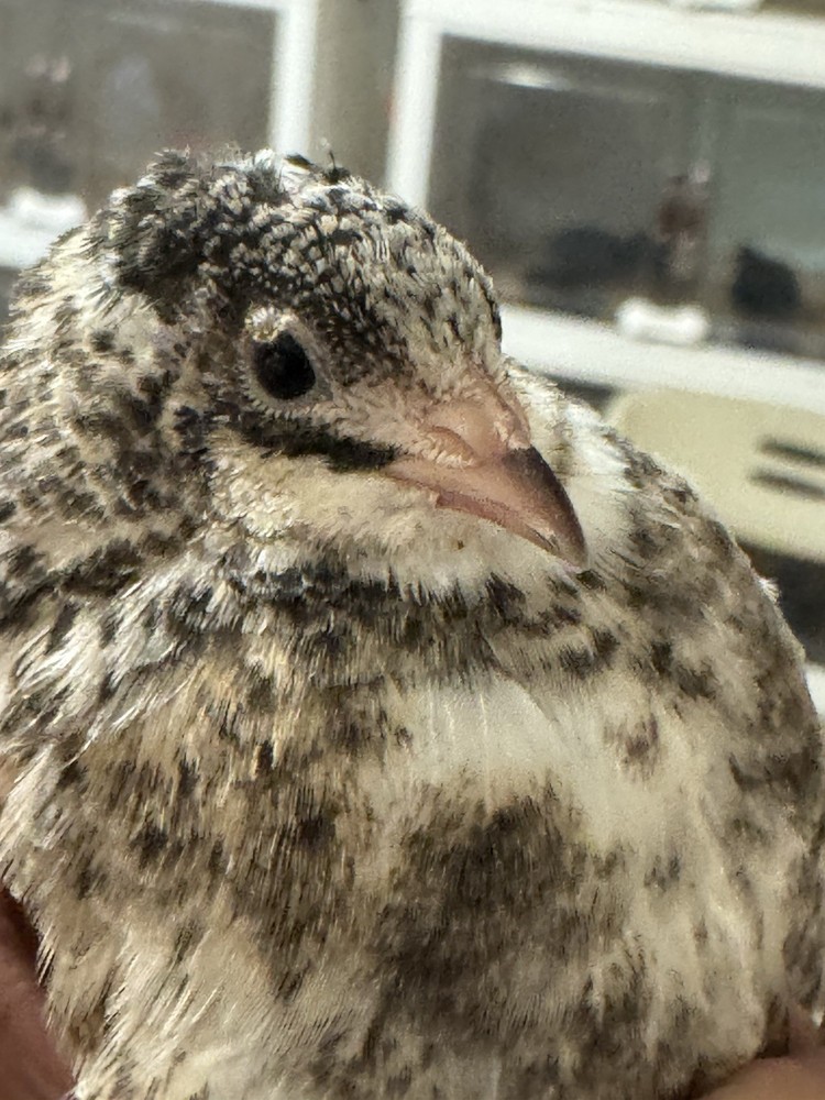 40 Button Quail Hatching Eggs Multiple Colors